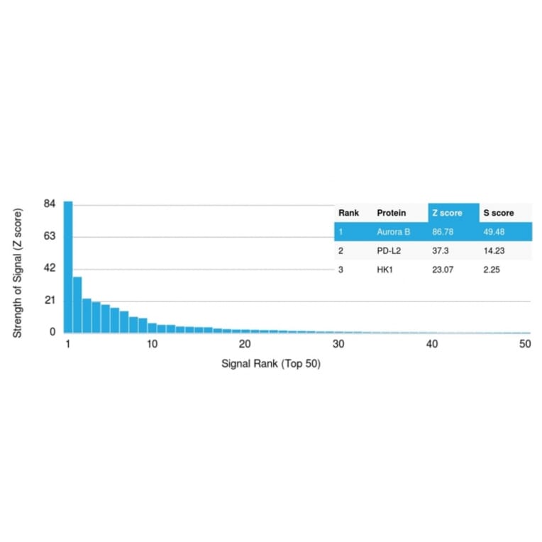 Protein Array - Anti-Aurora B Antibody [AURKB/1593] (A250523) - Antibodies.com