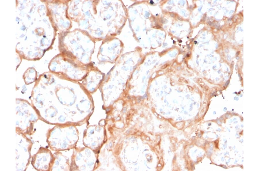 Immunohistochemistry - Anti-Aurora B Antibody [rAURKB/1592] (A250526) - Antibodies.com