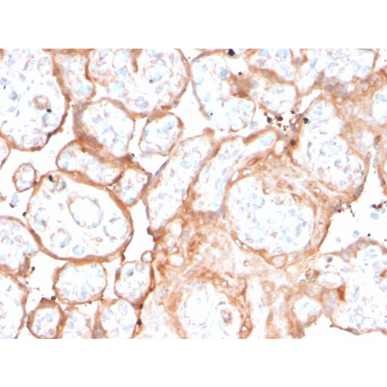 Immunohistochemistry - Anti-Aurora B Antibody [rAURKB/1592] (A250526) - Antibodies.com