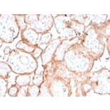 Immunohistochemistry - Anti-Aurora B Antibody [rAURKB/1592] (A250526) - Antibodies.com