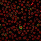 Immunofluorescence - Anti-CD5 Antibody [CD5/2418] (A250535) - Antibodies.com