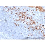 Immunohistochemistry - Anti-CD5L Antibody [CD5L/2991] (A250537) - Antibodies.com