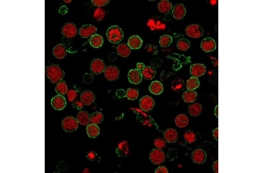Immunofluorescence - Anti-CD6 Antibody [3F7B5] (A250538) - Antibodies.com