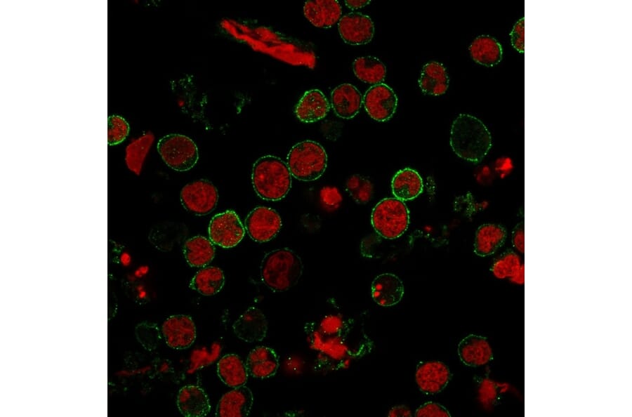 Immunofluorescence - Anti-CD11 Antibody [C6/372] (A250538) - Antibodies.com