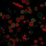 Immunofluorescence - Anti-CD11 Antibody [C6/372] (A250538) - Antibodies.com