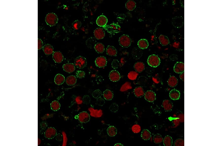 Immunofluorescence - Anti-CD9 Antibody [SPM547] (A250539) - Antibodies.com