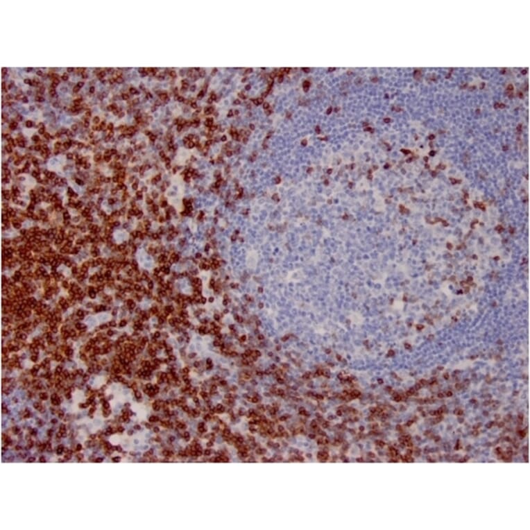 Immunohistochemistry - Anti-CD7 Antibody [CD7/3737] (A250547) - Antibodies.com