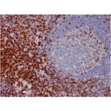 Immunohistochemistry - Anti-CD7 Antibody [CD7/3737] (A250547) - Antibodies.com