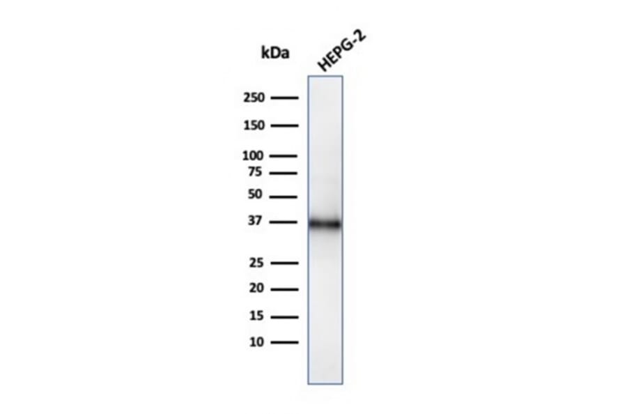 Western Blot - Anti-CD7 Antibody [CD7/3737] (A250549) - Antibodies.com