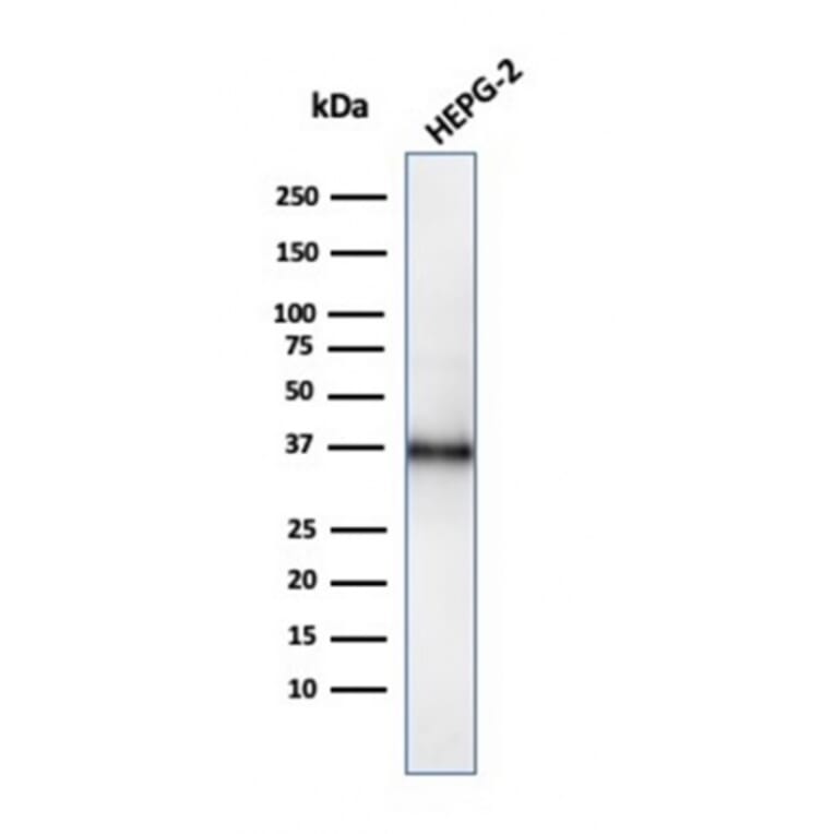 Western Blot - Anti-CD7 Antibody [CD7/3737] (A250549) - Antibodies.com