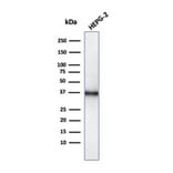 Western Blot - Anti-CD7 Antibody [CD7/3737] (A250549) - Antibodies.com