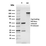 SDS-PAGE - Anti-CD7 Antibody [CD7/3737] (A250549) - Antibodies.com