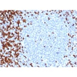 Immunohistochemistry - Anti-CD7 Antibody [CD7/6388R] (A250550) - Antibodies.com