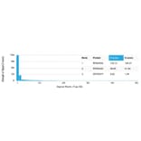 Protein Array - Anti-MSK1 Antibody [PCRP-RPS6KA5-1A8] (A250551) - Antibodies.com