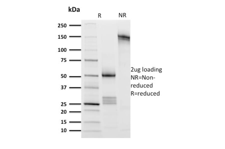 SDS-PAGE - Anti-CD8A Antibody [UCHT4] (A250554) - Antibodies.com