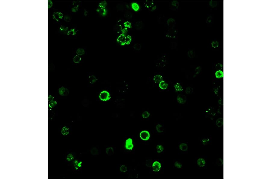 IF - Anti-CD8A Antibody [C8/468] (A250555)