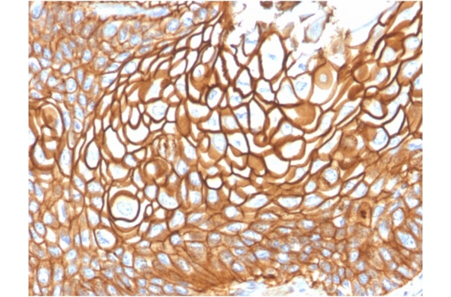 Immunohistochemistry - Anti-CD9 Antibody [CD9/1619] (A250568) - Antibodies.com