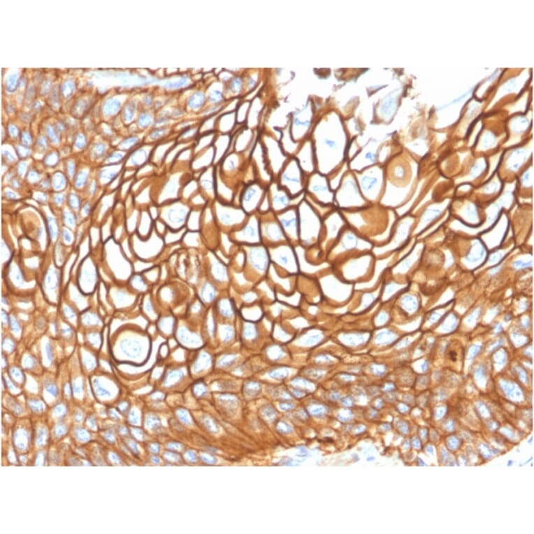 Immunohistochemistry - Anti-CD9 Antibody [CD9/1619] (A250568) - Antibodies.com