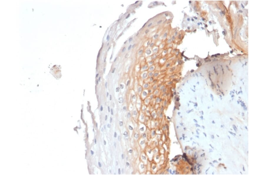 Immunohistochemistry - Anti-CD9 Antibody [CD9/1619] (A250570) - Antibodies.com