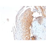 Immunohistochemistry - Anti-CD9 Antibody [CD9/1619] (A250570) - Antibodies.com