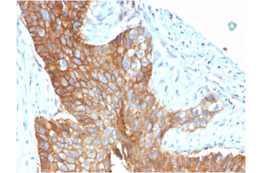 Immunohistochemistry - Anti-CD9 Antibody [CD9/1619] (A250570) - Antibodies.com
