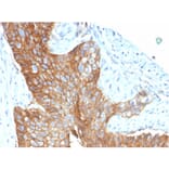 Immunohistochemistry - Anti-CD9 Antibody [CD9/1619] (A250570) - Antibodies.com