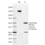 SDS-PAGE - Anti-CD9 Antibody [CD9/1619] (A250570) - Antibodies.com
