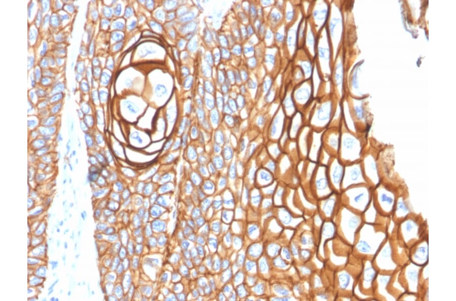 Immunohistochemistry - Anti-CD9 Antibody [P1/33/2] (A250571) - Antibodies.com