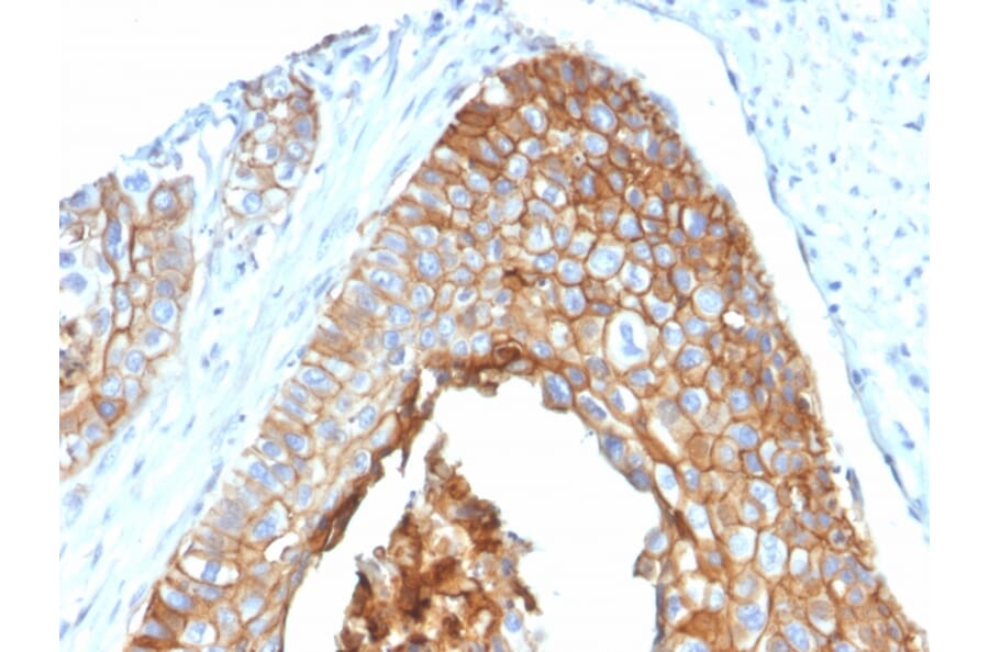 Immunohistochemistry - Anti-CD9 Antibody [P1/33/2] (A250570) - Antibodies.com