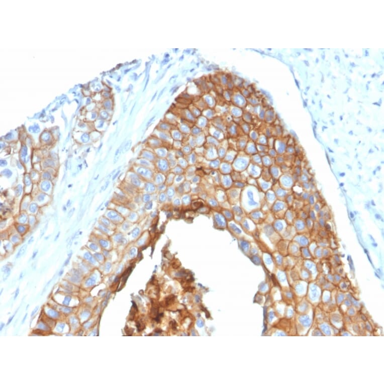 Immunohistochemistry - Anti-CD9 Antibody [P1/33/2] (A250570) - Antibodies.com