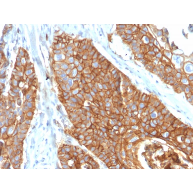 Immunohistochemistry - Anti-CD9 Antibody [CD9/2343] (A250572) - Antibodies.com