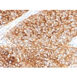 Immunohistochemistry - Anti-CD9 Antibody [CD9/2343] (A250572) - Antibodies.com