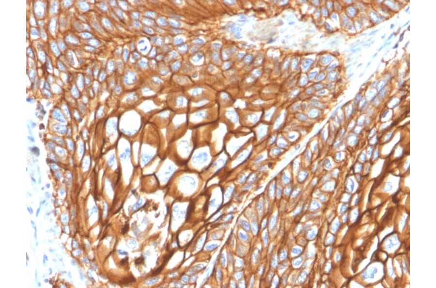 Immunohistochemistry - Anti-CD9 Antibody [CD9/2343] (A250571) - Antibodies.com