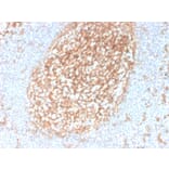 Immunohistochemistry - Anti-CD14 Antibody [LPSR/2385] (A250579) - Antibodies.com
