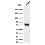 Western Blot - Anti-CD14 Antibody [LPSR/2385] (A250579) - Antibodies.com