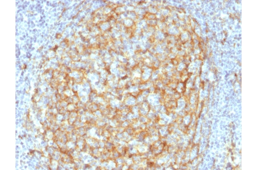 Immunohistochemistry - Anti-CD14 Antibody [LPSR/2386] (A250580) - Antibodies.com