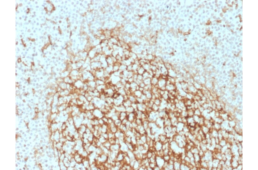 Immunohistochemistry - Anti-CD14 Antibody [LPSR/2386] (A250580) - Antibodies.com