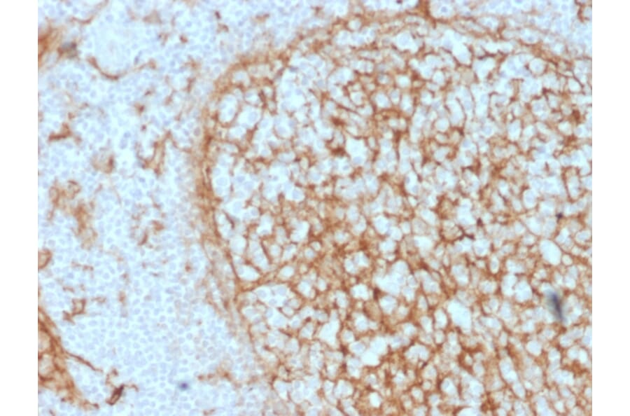 Immunohistochemistry - Anti-CD14 Antibody [LPSR/2397] (A250581) - Antibodies.com
