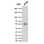Western Blot - Anti-CD14 Antibody [LPSR/2397] (A250581) - Antibodies.com