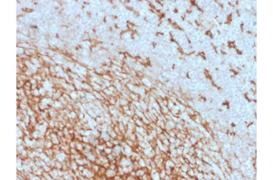 Immunohistochemistry - Anti-CD14 Antibody [LPSR/2408] (A250582) - Antibodies.com