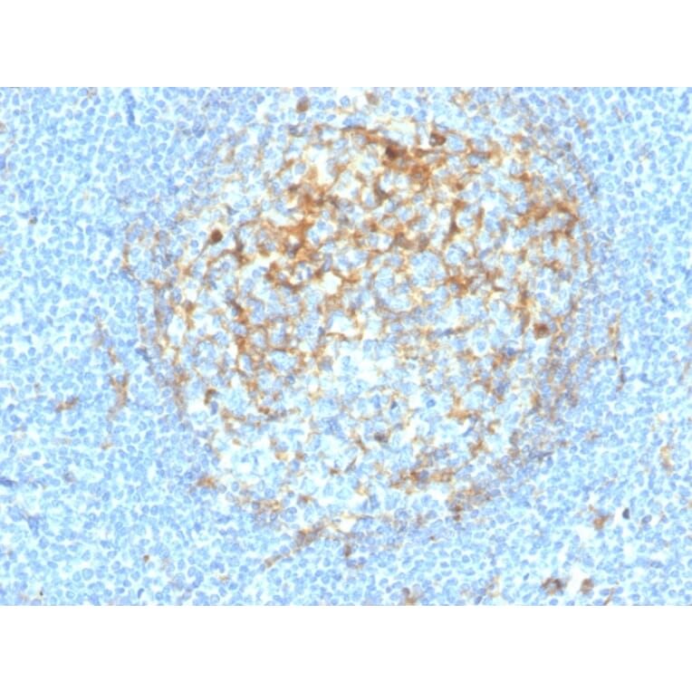 Immunohistochemistry - Anti-CD14 Antibody [LPSR/4180R] (A250582) - Antibodies.com