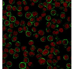 Immunofluorescence - Anti-CD19 Antibody [CVID3/155] (A250586) - Antibodies.com