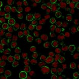 Immunofluorescence - Anti-CD19 Antibody [CVID3/155] (A250586) - Antibodies.com