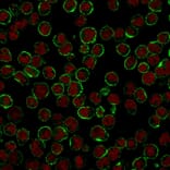 Immunofluorescence - Anti-CD19 Antibody [CVID3/429] (A250587) - Antibodies.com