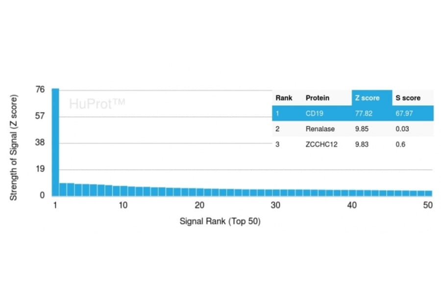 Protein Array - Anti-CD19 Antibody [CD19/3116] (A250587) - Antibodies.com