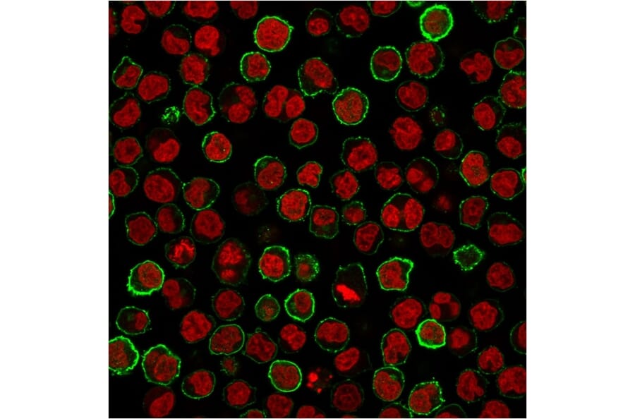 Immunofluorescence - Anti-CD20 Antibody [MS4A1/3411] (A250591) - Antibodies.com