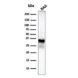 Western Blot - Anti-CD20 Antibody [MS4A1/3409] (A250592) - Antibodies.com