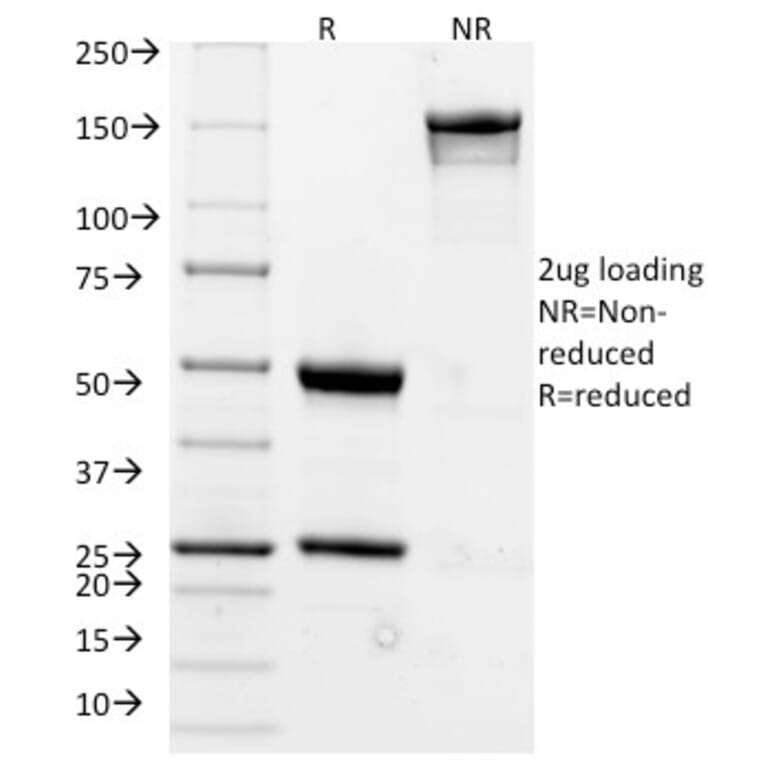 SDS-PAGE - Anti-CD20 Antibody [L26] (A250594) - Antibodies.com
