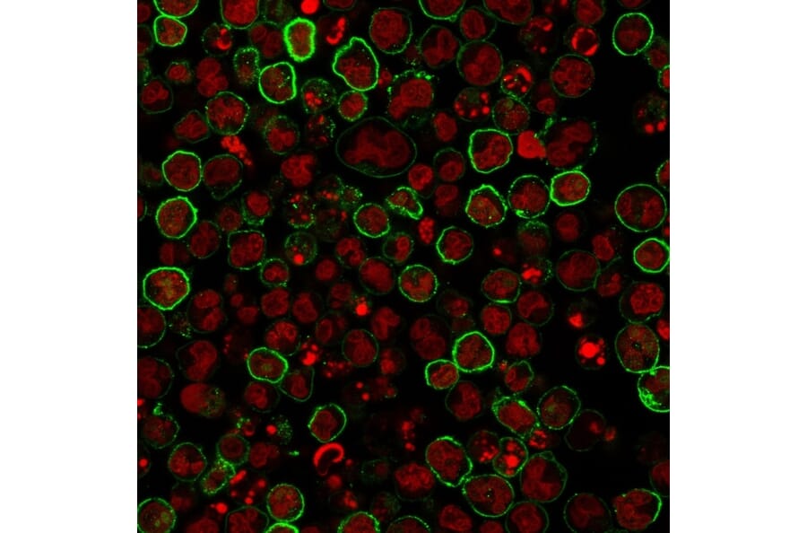 Immunofluorescence - Anti-CD20 Antibody [L26] (A250594) - Antibodies.com