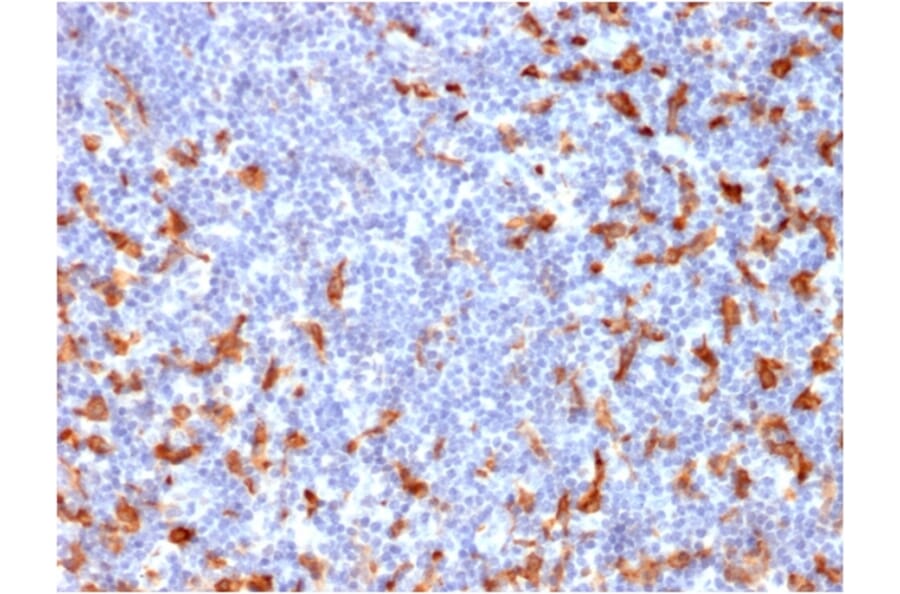 IHC of FFPE human lymph node stained with monospecific APC-conjugated mouse anti-CD163 [M130/2162] (A250604)